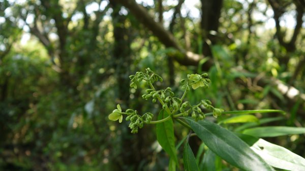 觀音山登山健行趣(小百岳05號)1632394