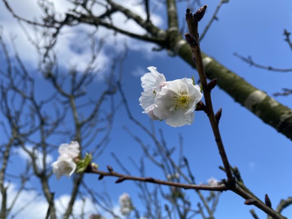 🚗從淡金公路出發｜三生步道櫻花與田園風光・春日療癒散步3018742
