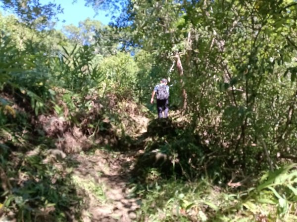 雙溪區內盤山坑古道+石硿子越嶺古道+盤山坑古道+過火坪古道O型2914360