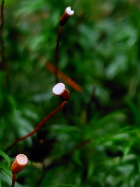 稍來小雪山國家步道、船型山、鞍馬山、鞍馬山東北峰、天池、雪山神木2799719