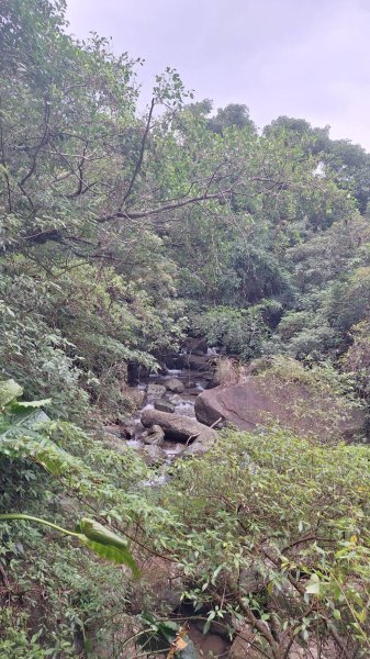 【2025草嶺古道芒花季】完成!2929478