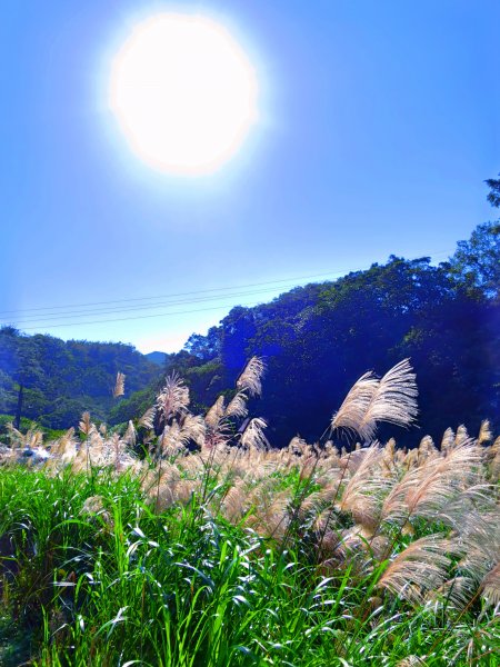 草嶺古道芒花情470514