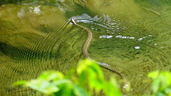三貂嶺瀑布群,野人谷瀑布群