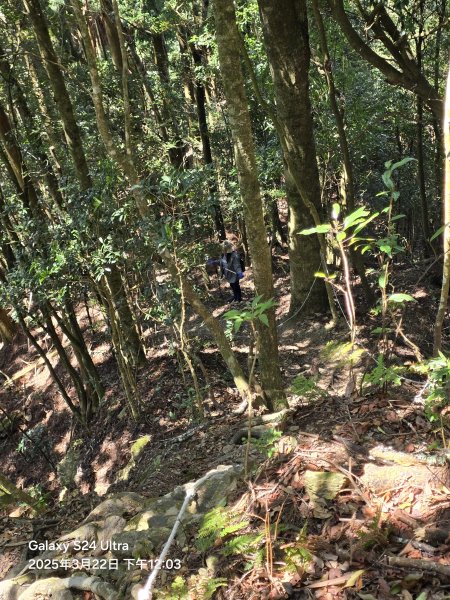 2025-03-22油羅山步道2743419