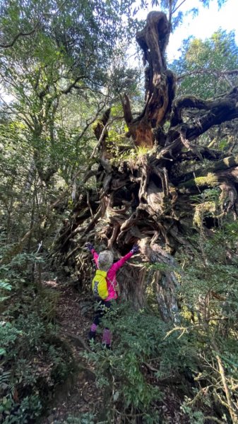 塔魔巴2天1夜來回/復興尖-四稜溫泉2357233