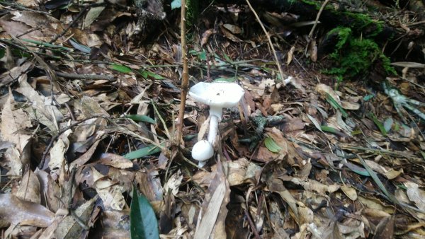鳳凰山的葷菇類照片1838550
