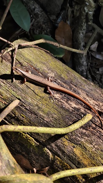 【台灣健行】台中大坑 5-1、5 頭嵙山2879637