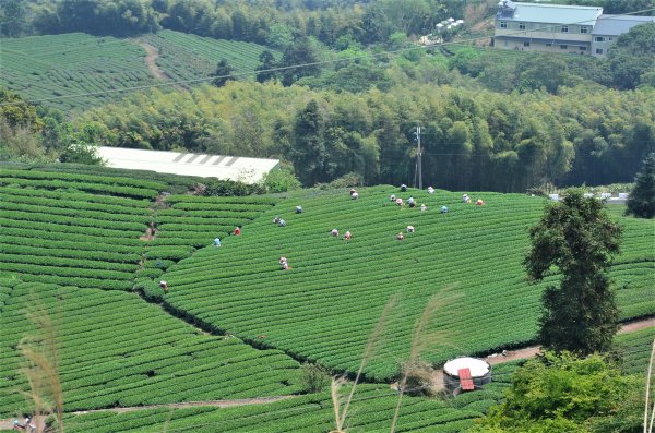 後棟仔山 & 雲嘉大尖山1378310