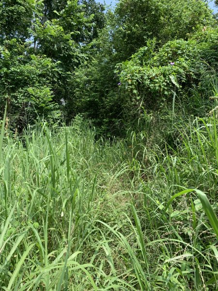 20250906台南口埤山(口碑山)2881408