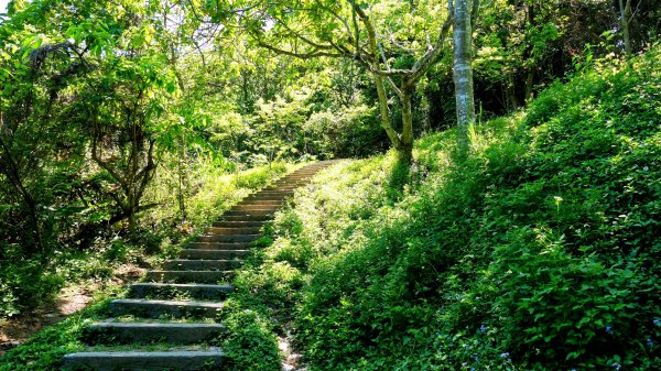 三汀山,苗圃,蝙蝠洞2787364