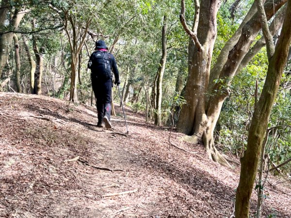 青桐林環走桐林山2018903