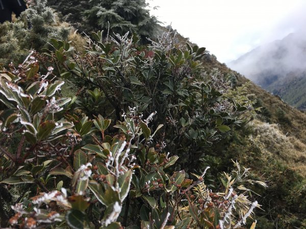 八通關山、八通關山西峰、秀姑巒山526155