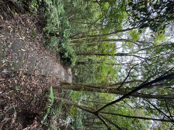 2025/04/13 小百岳第008「大崙頭山」2760269