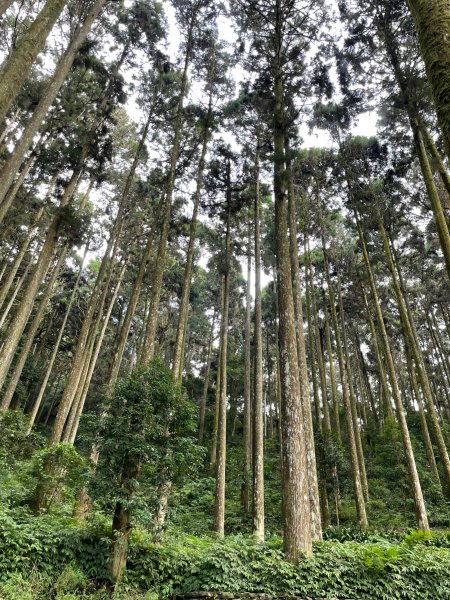 2度強渡關山未竟之藤枝國家森林遊樂區 多納部落 新威森林公園輕鬆走1880494