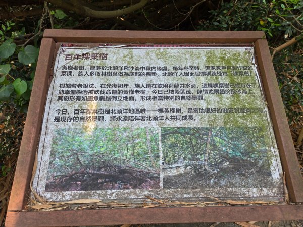 北頭洋生態健走步道3023998