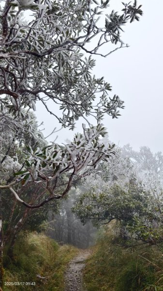 #望洋山 #太平山觀雲步道 #霧淞 #雲海 #帝雉 3/172737663