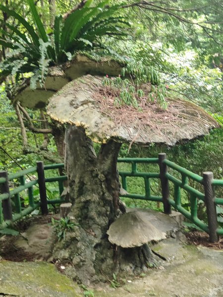 微笑山線：【天上山系】望月亭桐花段2855489