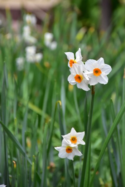 20260207阿里山健行追公車3010604