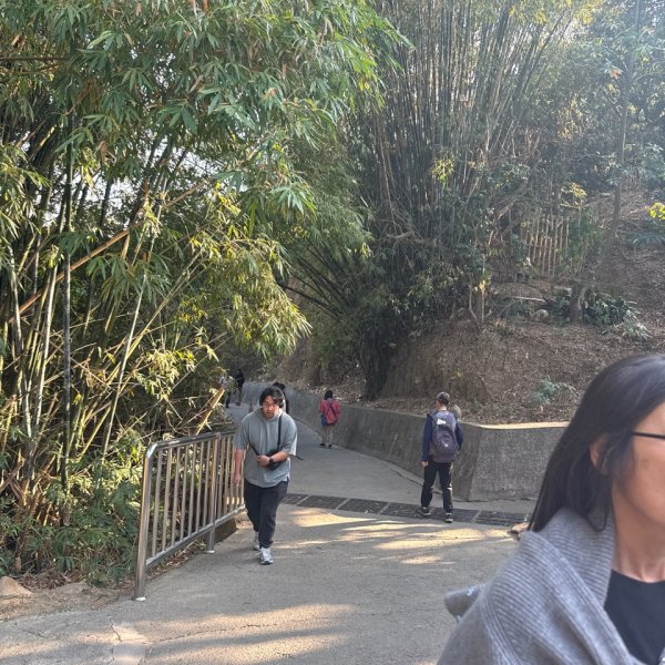 20260218 台中－臺灣百大必訪步道大坑9、10號步道3006433