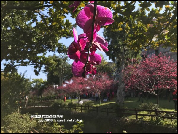 桃園。中壢莒光公園八重櫻熱烈綻放中856100