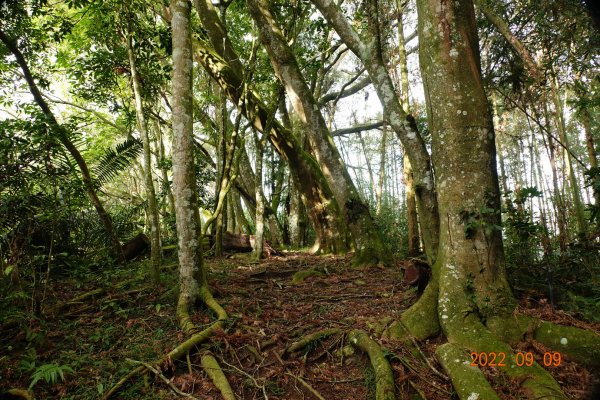 南投 信義 望美山、瓊山1839735