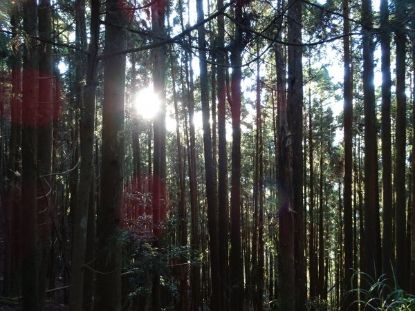 2022年02月13日(彰山協)南投日月潭四兄妹之中級山~大尖山縱走水社大山1613338