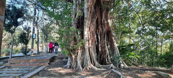 《台中》短暫暖陽｜龍井竹坑南寮步道O繞202601042976435