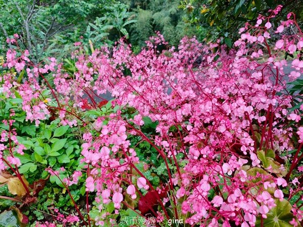 【苗栗大湖】山頂展望佳等到雲海。 馬那邦山登山步道2806824