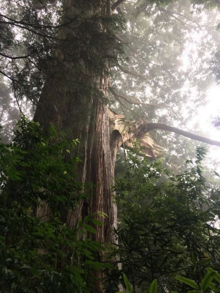 觀霧檜山巨木森林步道171785