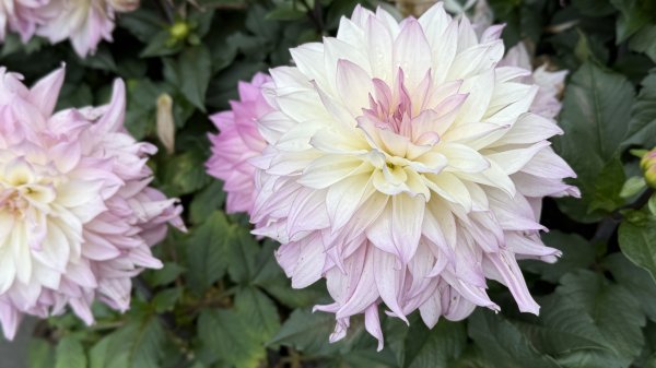 2025台北杜鵑花季｜大安森林公園｜迎曦花丘｜20250307｜峯花雪月2729810