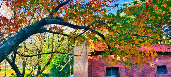 #花卉試驗中心 #永公路500巷 #平菁街42巷 #原住民公園 #士林官邸 1/42976632