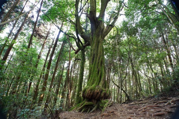 新竹 五峰 野馬瞰山2924666
