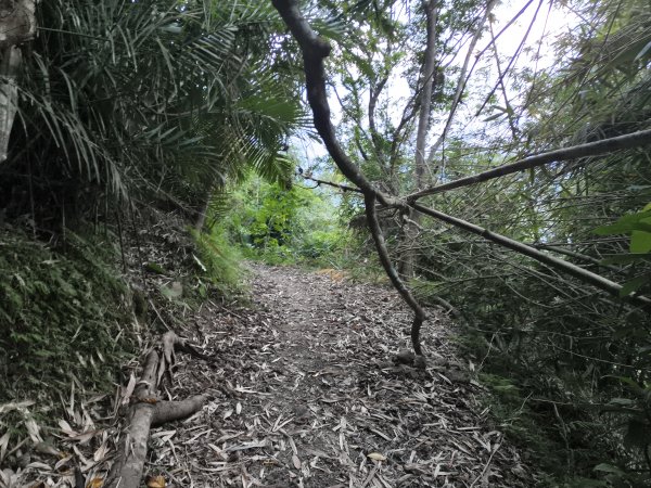 [漫遊縱谷 愛在花東-09/10] 2025_1012 米棧古道2913556