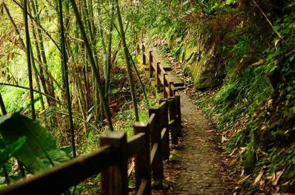 青年嶺步道819217