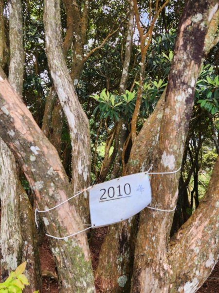 【中級山縱走】最美中級山，鳶嘴西稜縱走（鳶嘴山，醜崠山，長壽山）2741378