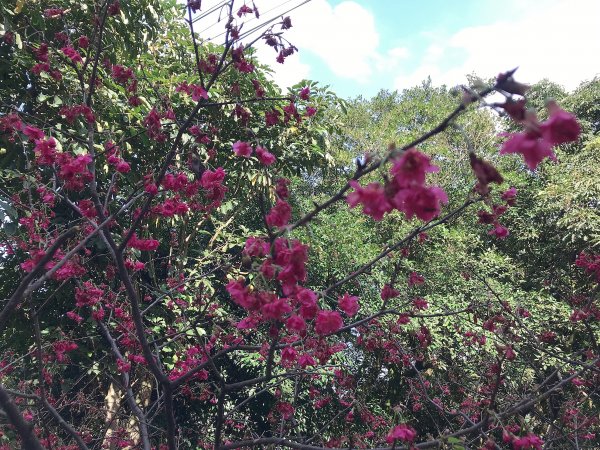 ~ 烘爐地登山步道(南勢角山) ~1626935