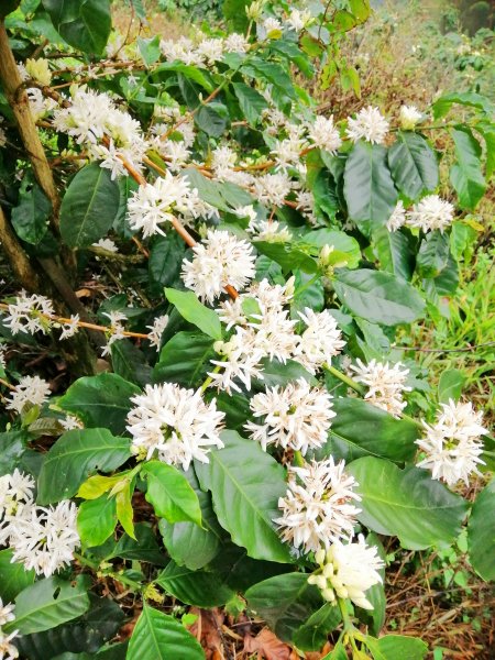 拾階而上的茶園風光。嘜走嘜走步道755140