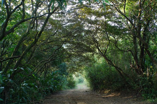 新北 貢寮 大石壁坑山、五酒桶山、龍崗山2980857