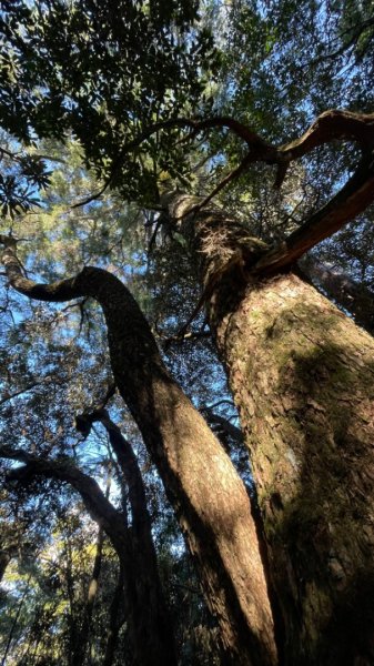 塔魔巴2天1夜來回/復興尖-四稜溫泉2357260