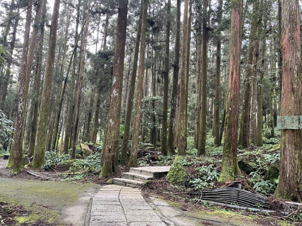 [嘉遊好步道．來嘉走走-04/10] 2024_1011 阿里山頂湖步道2624675