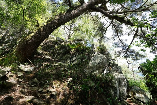 台中 和平 馬崙山2796987