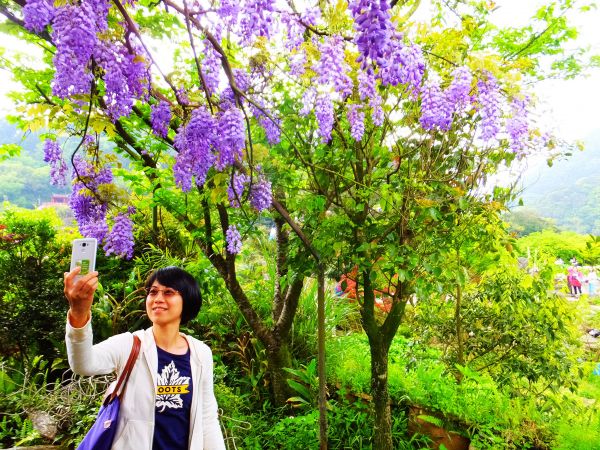 2018竹子湖海芋季--楓紅芋白萬象新304576