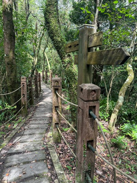 大崙頭山走到大崙尾山2263394