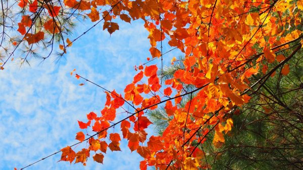 《台中》冬季限定｜大雪山200林道賞楓行