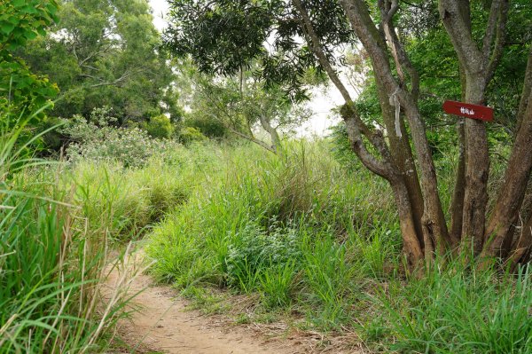 臺中 龍井 竹坑山2767047