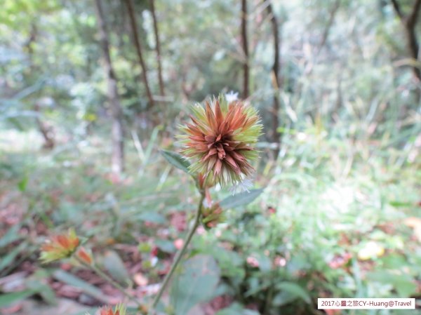 《南投》心靈之旅｜惠蓀林場步道群20171010-212890530
