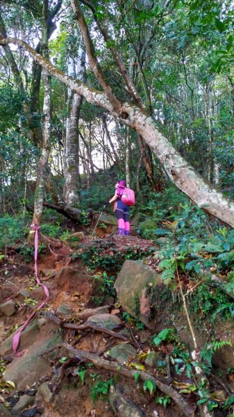 內鳥嘴山、北得拉曼長滿了【水晶蘭】895422