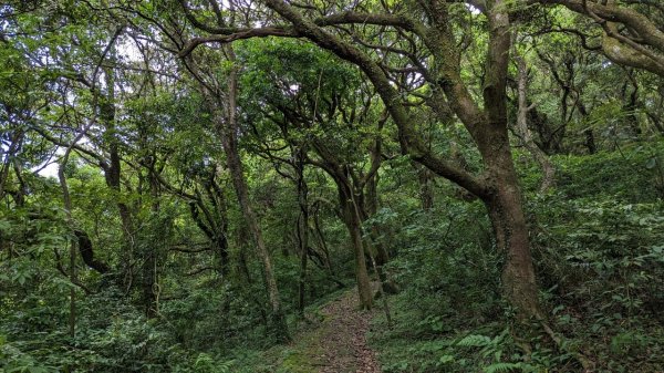 112.05.14走遍陽明山尋寶任務之菜公坑山-二子坪2151291