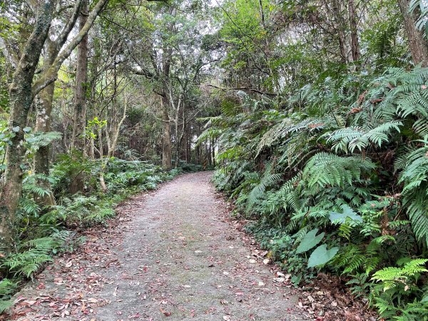 原始密林-向天湖山與光天高山11103151643725