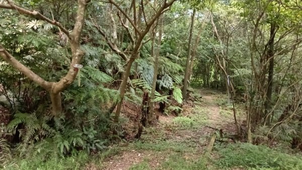 萬里區石門嶺古道(保甲路)-溪畔小徑-雙溪溝古道3087325
